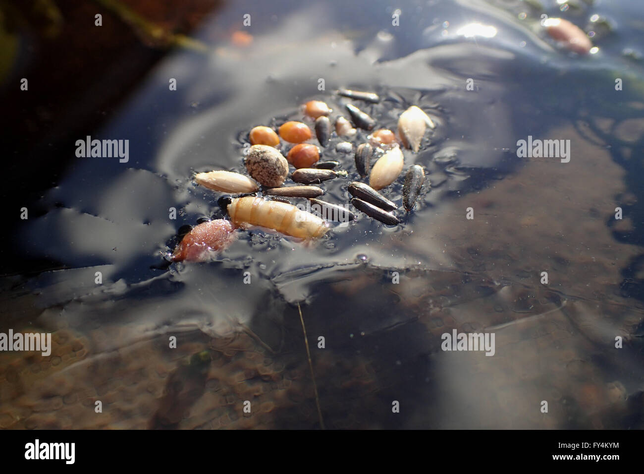 Des graines d'oiseaux mixtes sur étang gelé dans la glace Banque D'Images