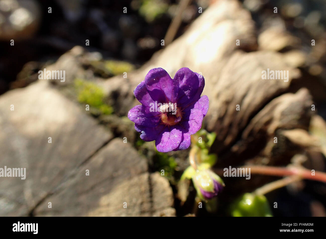 Close-up de fleur de géranium (Geranium pyrenaicum Bill 'Wallis' au début des troubles de souche d'arbre Banque D'Images