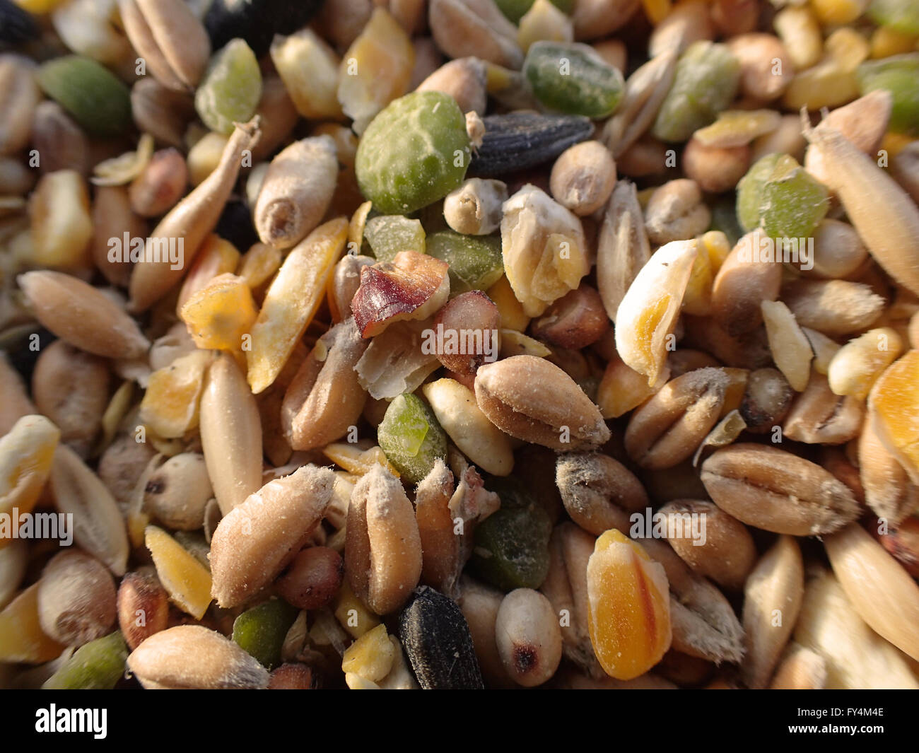 Close-up de graines d'oiseaux mixtes contenant du blé, maïs, pois et tournesol Banque D'Images
