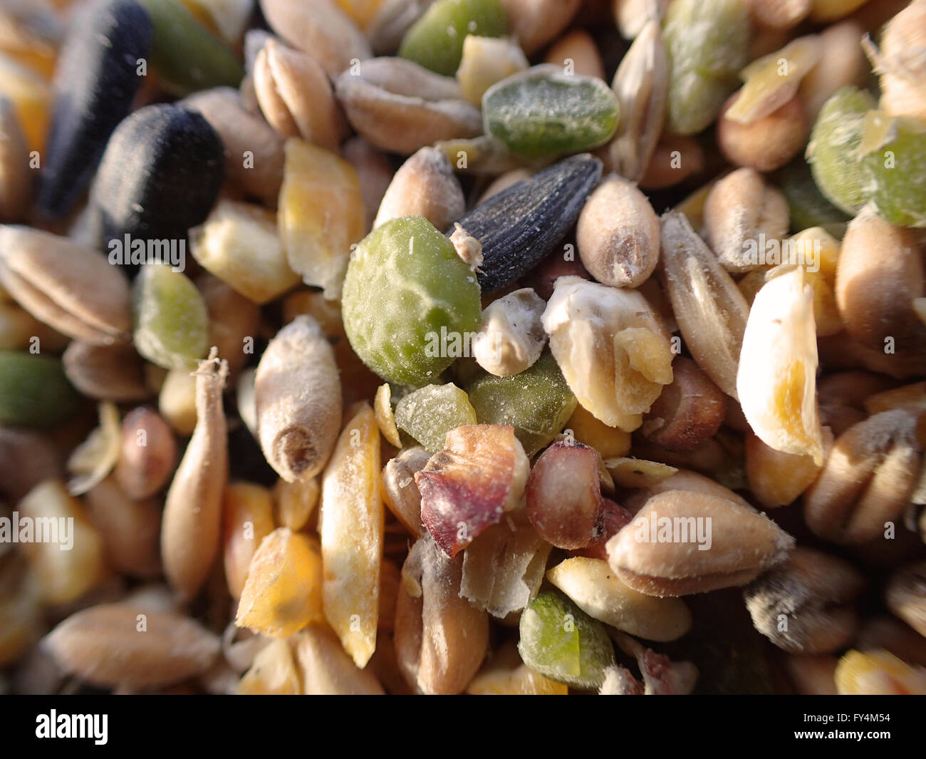 Close-up of mixed graines d'oiseaux contenant des pois secs, graines de tournesol, blé et maïs doux Banque D'Images