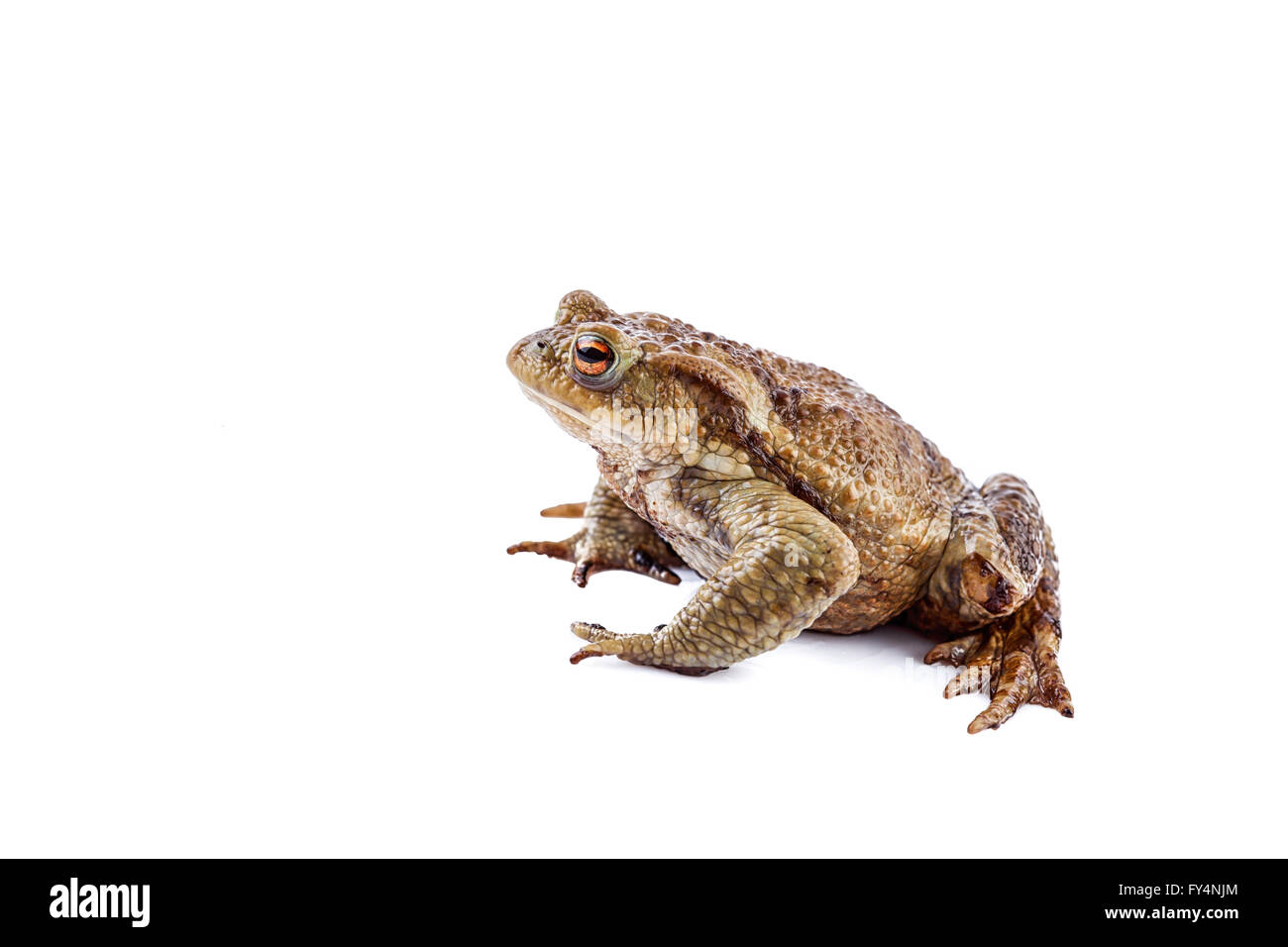 Grenouille ou crapaud commun (Bufo bufo) Banque D'Images