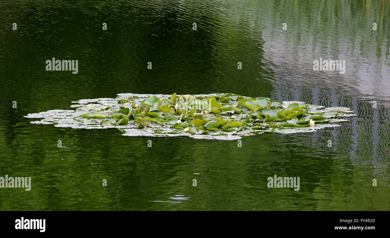 Nénuphar (Nymphaea candida REEE. Nymphaea alba) sur un étang avec des reflets dans l'eau ridée. Banque D'Images