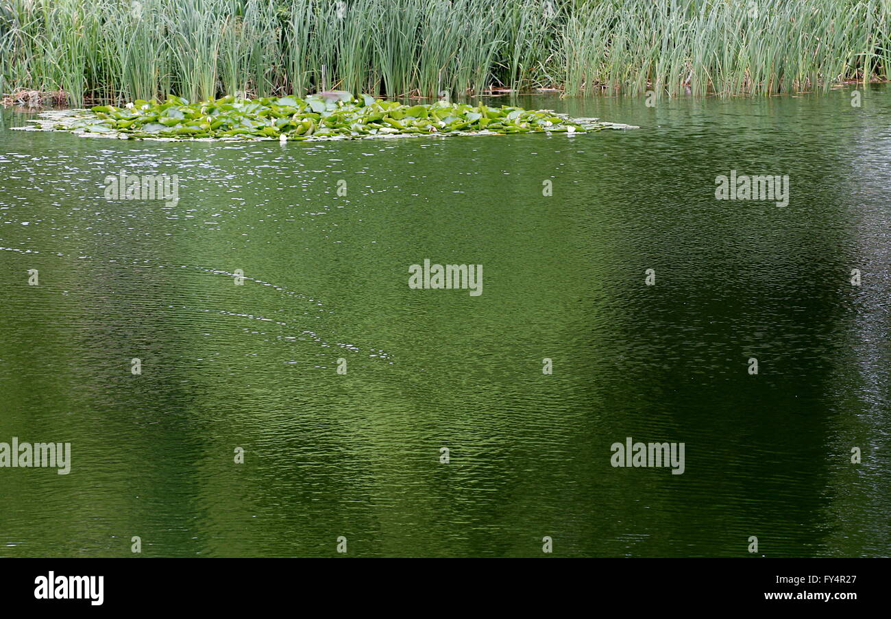 Nénuphar (Nymphaea candida REEE. Nymphaea alba) sur un étang avec des reflets dans l'eau ridée. Banque D'Images