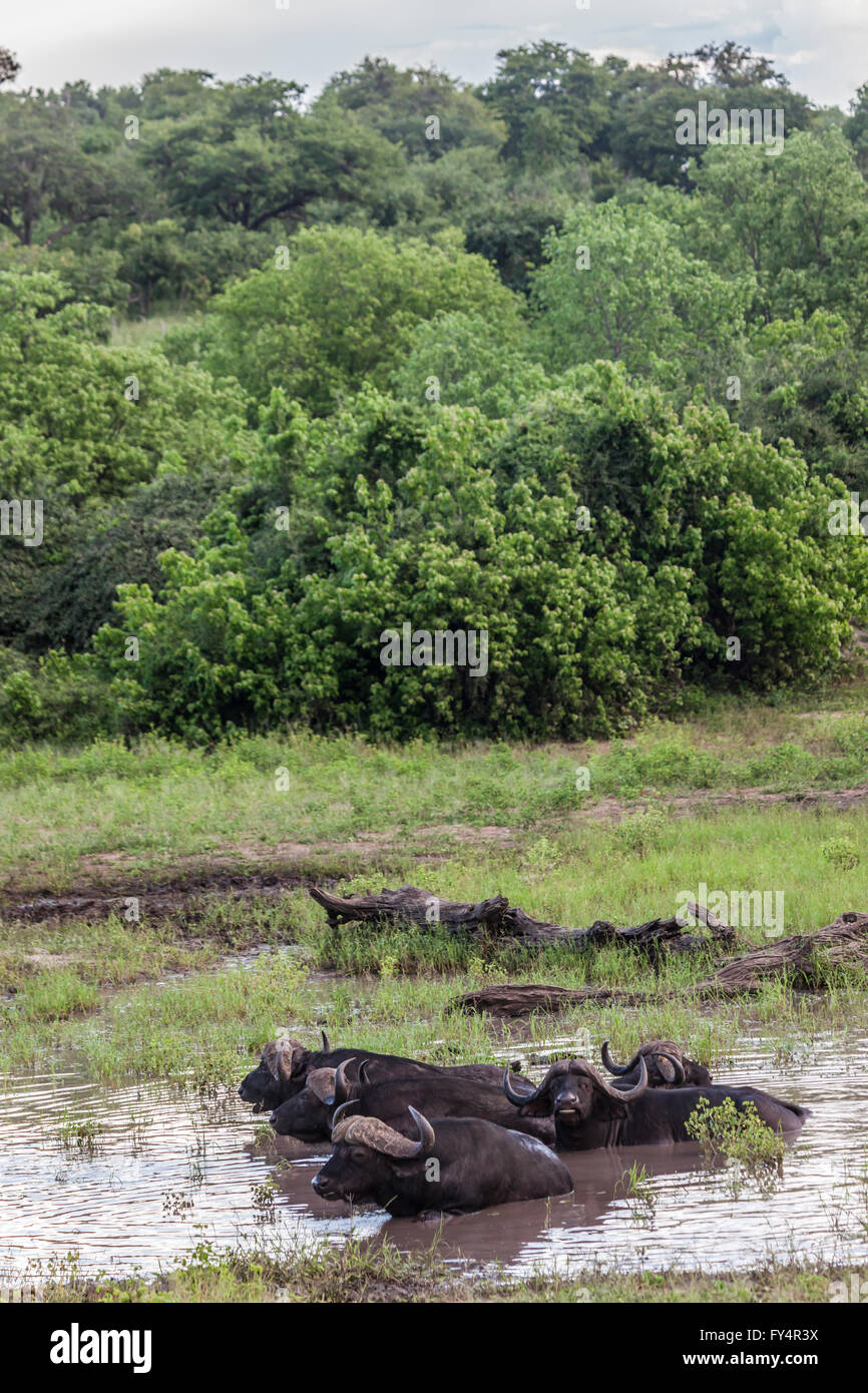 Groupe de cinq ans Buffle en se vautrant dans une boue humide se vautre dans le Parc National de Chobe, Botswana, Afrique du Sud Banque D'Images