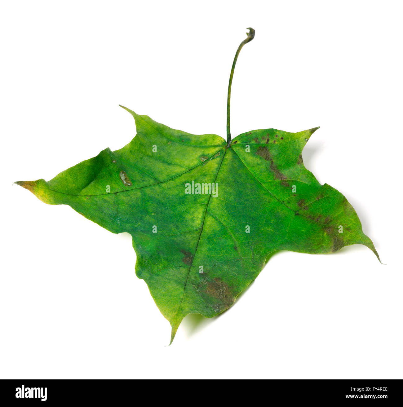 Feuille d'érable verte. Isolé sur fond blanc. Banque D'Images