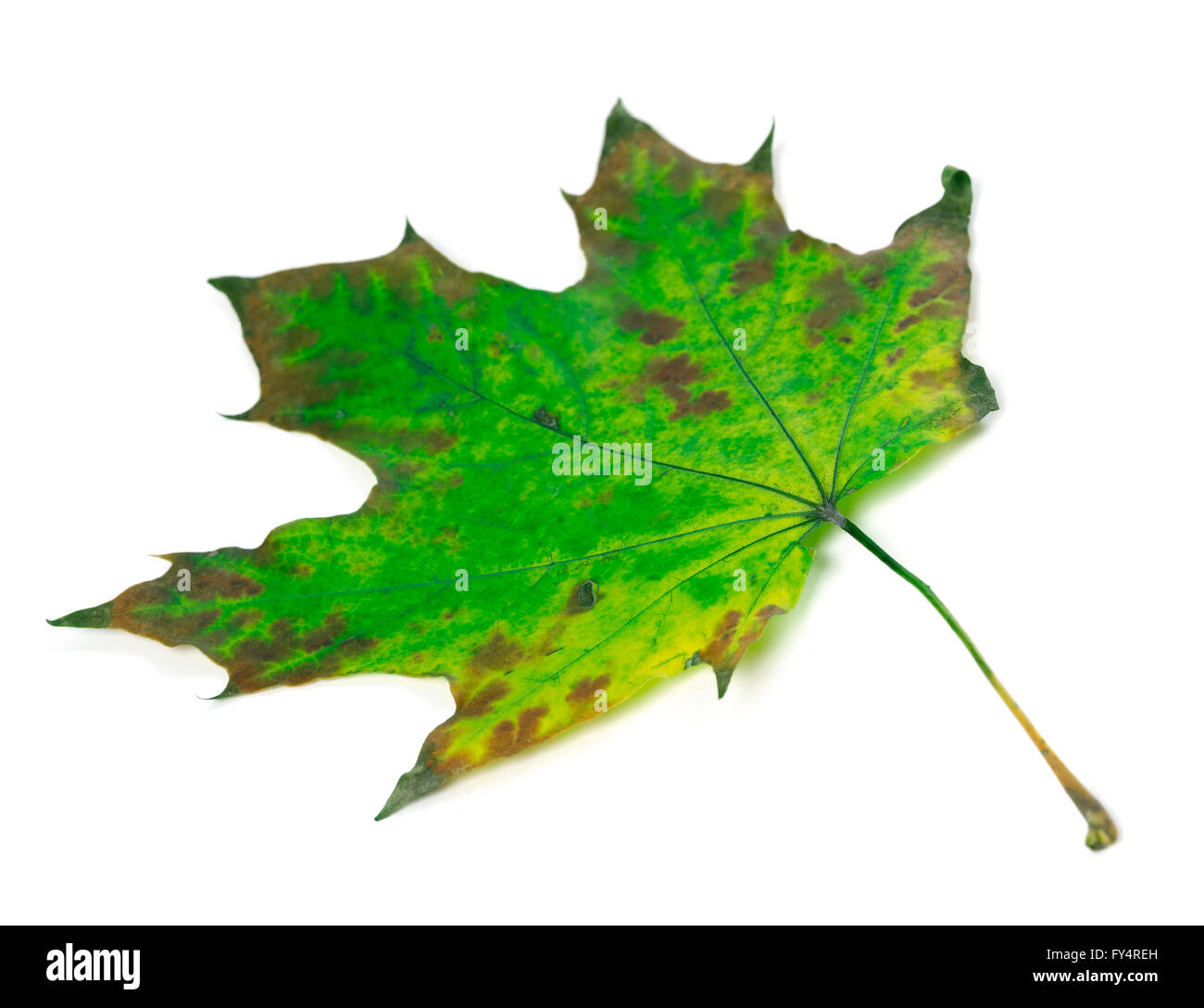 Feuille d'érable verte isolée sur fond blanc. Focus sélectif. Banque D'Images