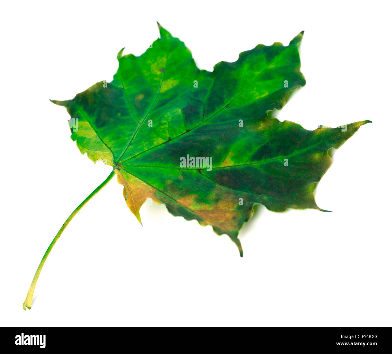 Feuille d'érable verte isolée sur fond blanc Banque D'Images