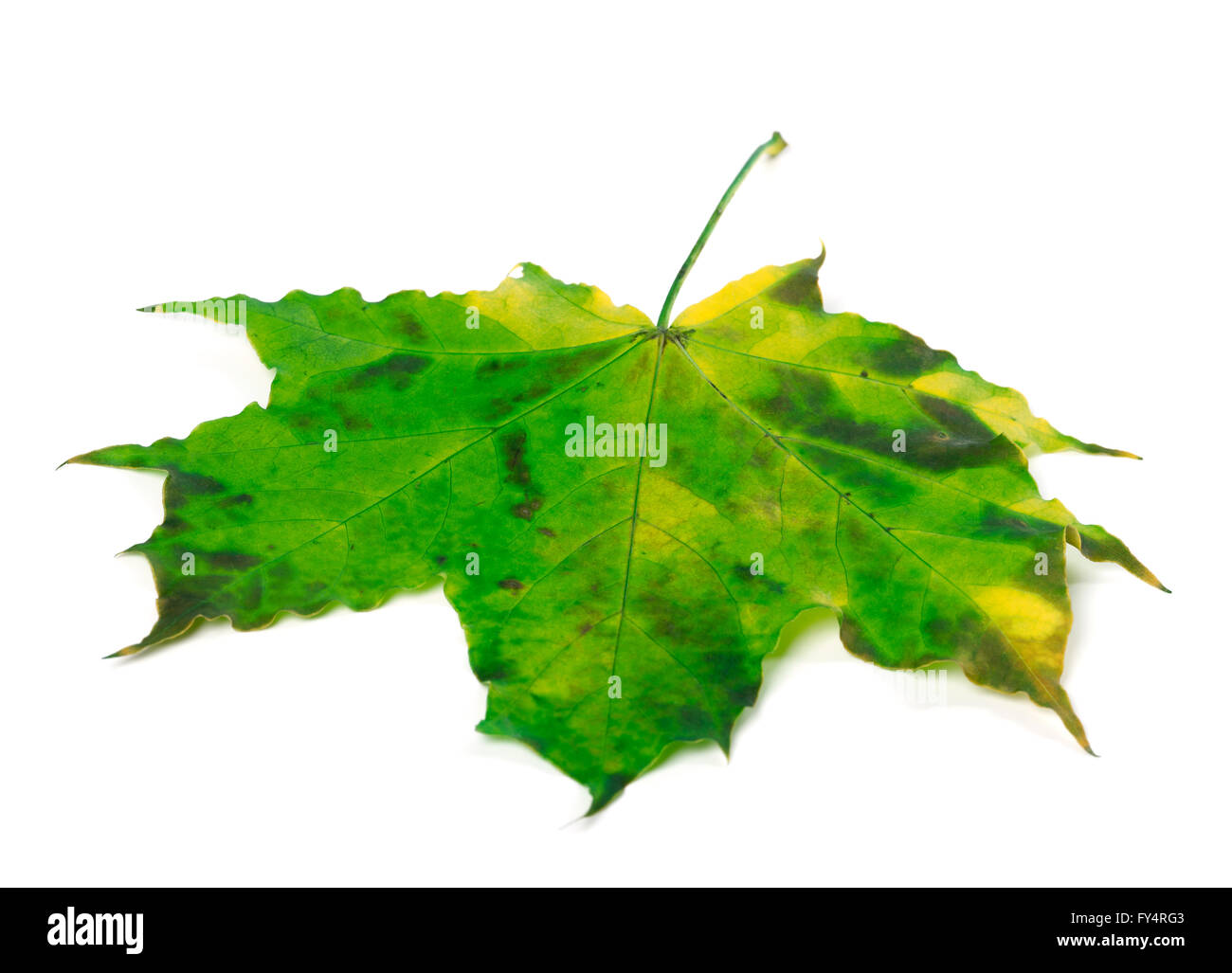 Feuille d'érable multicolore isolé sur fond blanc Banque D'Images