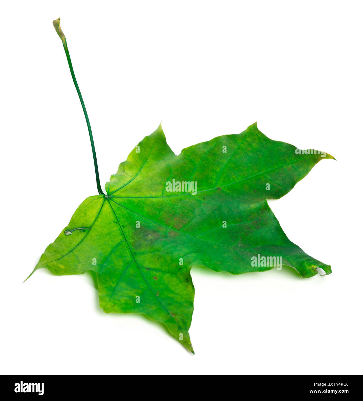 Feuille d'érable verte. Isolé sur fond blanc. Banque D'Images