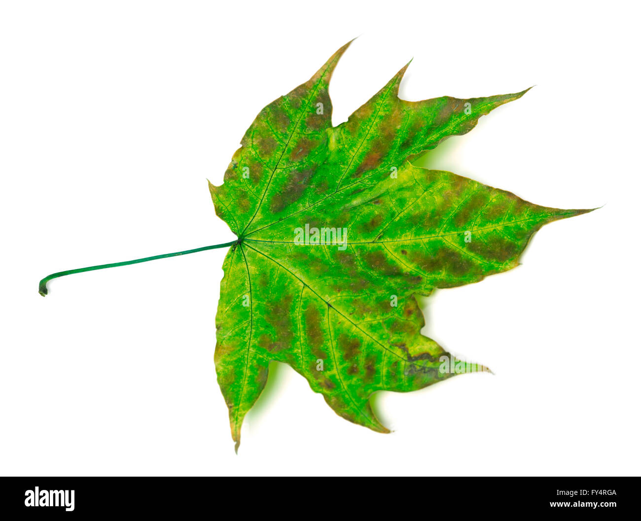 Feuille d'érable multicolores. Isolé sur fond blanc Banque D'Images