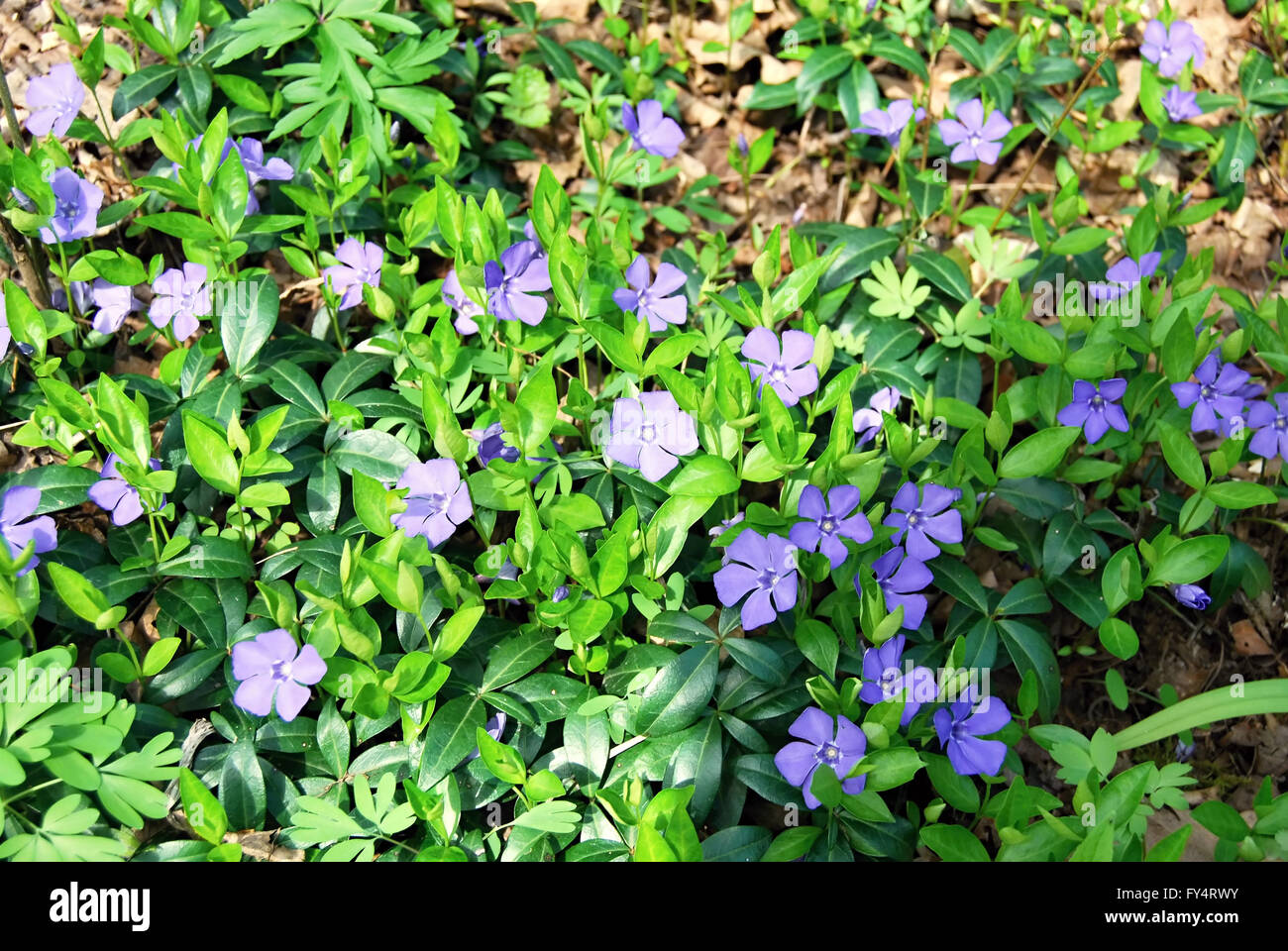 Pulmonaria officinalis plantes au printemps Moravsky kras près de Brno Banque D'Images