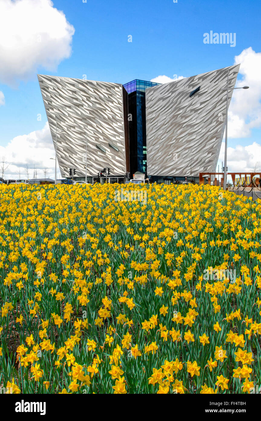 Les jonquilles en fleurs à l'extérieur de Titanic Belfast, sur le site où Titanic a été construit et lancé en 1911. Banque D'Images