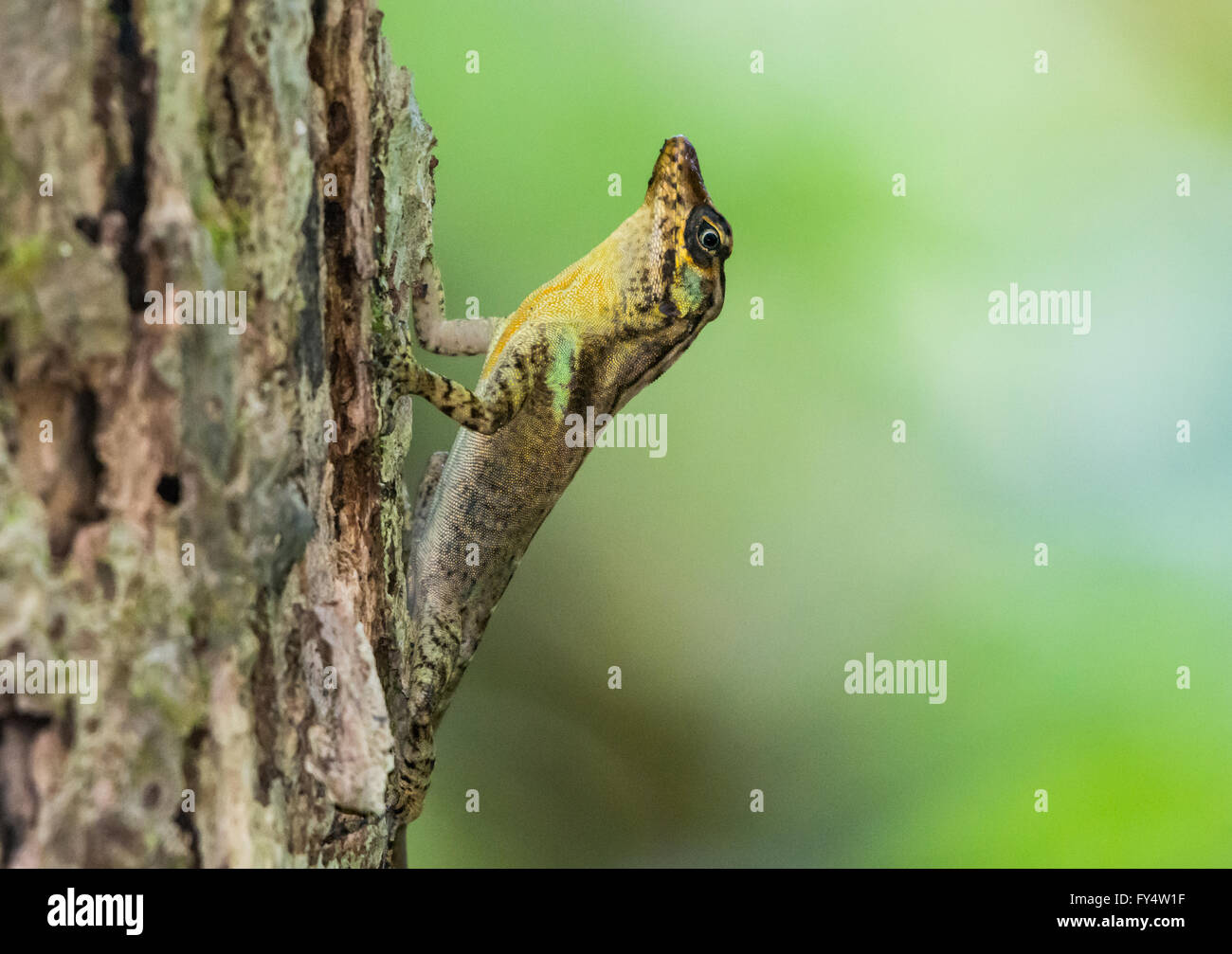 Une espèce endémique que l'Anole Blue Mountain (Anolis reconditus) sur un tronc d'arbre. La Jamaïque, Caraïbes. Banque D'Images