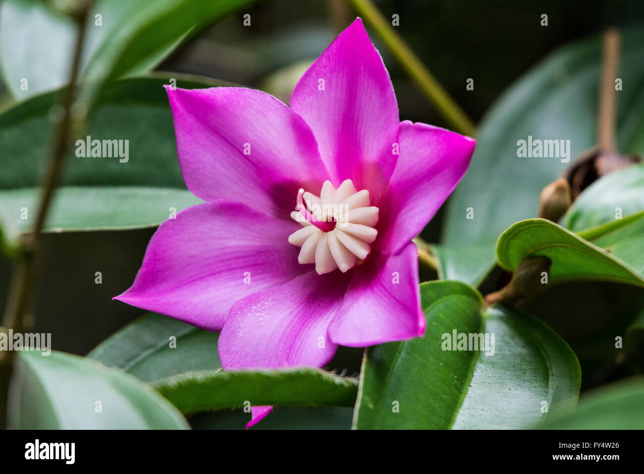 Fleur rouge d'espèces endémiques (Blakea trinervia Threenerve Blakea) dans les forêts tropicales de la Jamaïque, Caraïbes. Banque D'Images Fleur rouge d'espèces endémiques (Blakea trinervia Threenerve Blakea) dans les forêts tropicales de la Jamaïque, Caraïbes. Banque D'Images