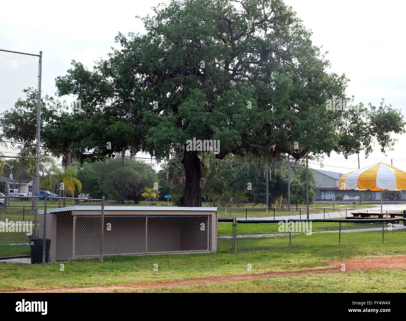 Lors d'une pirogue de baseball de la Ligue junior de la masse dans le centre de la Floride, USA, Avril 2016 Banque D'Images