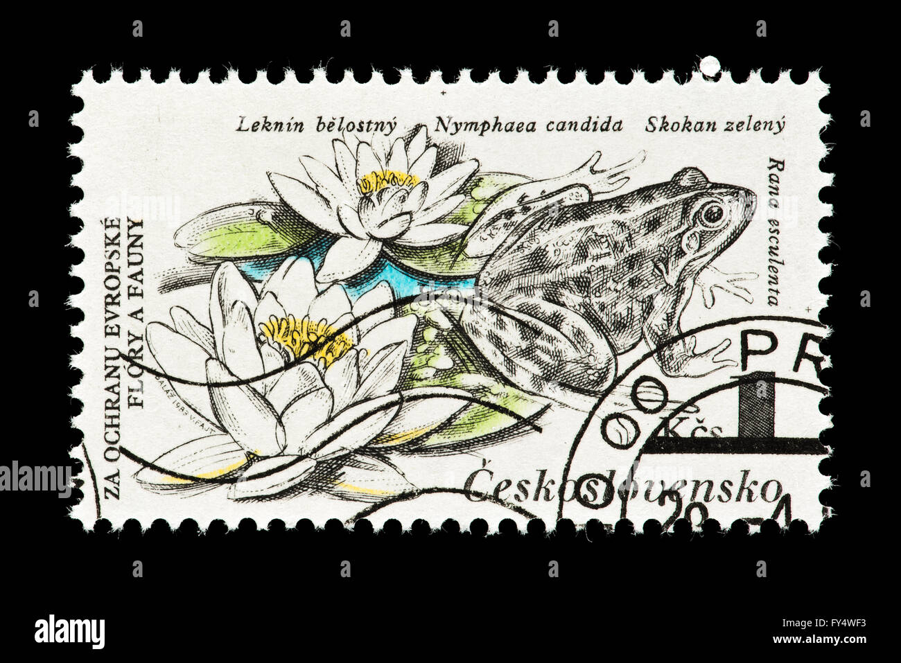 Timbre-poste de la Tchécoslovaquie représentant une grenouille commune comestibles (Rana esculenta) Nager dans l'eau nénuphars (Nymphaea candida) Banque D'Images