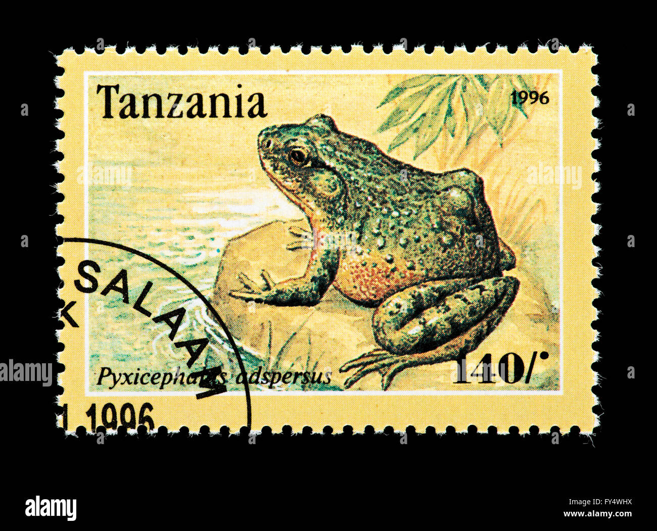 Timbre de Tanzanie représentant une grenouille africaine (Pyxicephalus adspersus) Banque D'Images