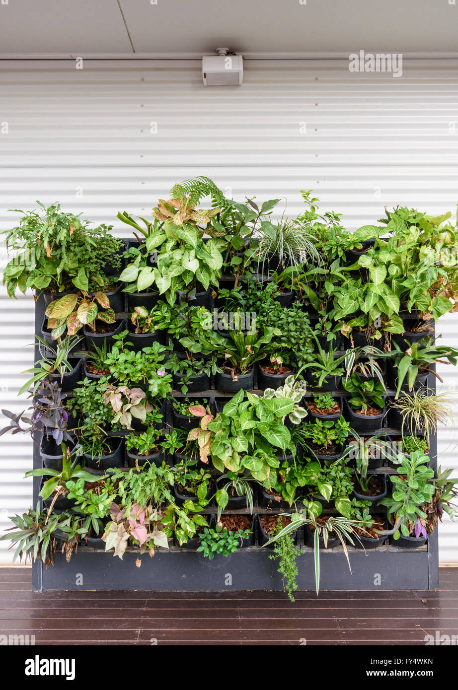 Détail d'un mur vertical caractéristique de plantes en pot dans le nord de l'Australie Banque D'Images