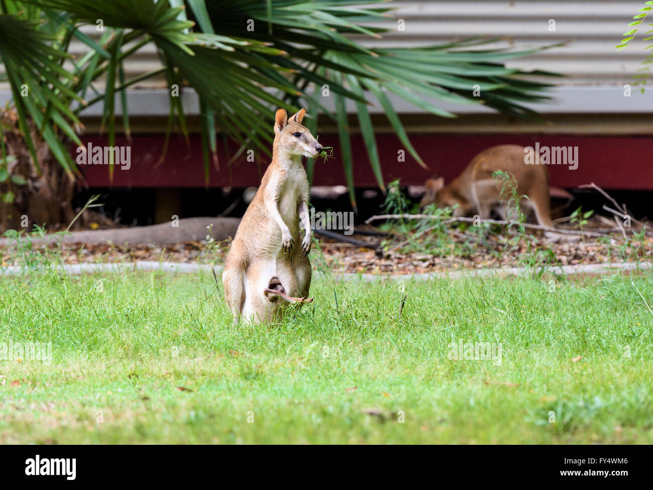 Wallaby agile avec un joey dans son sac au Cable Beach Resort de Broome, Kimberley, Australie occidentale Banque D'Images