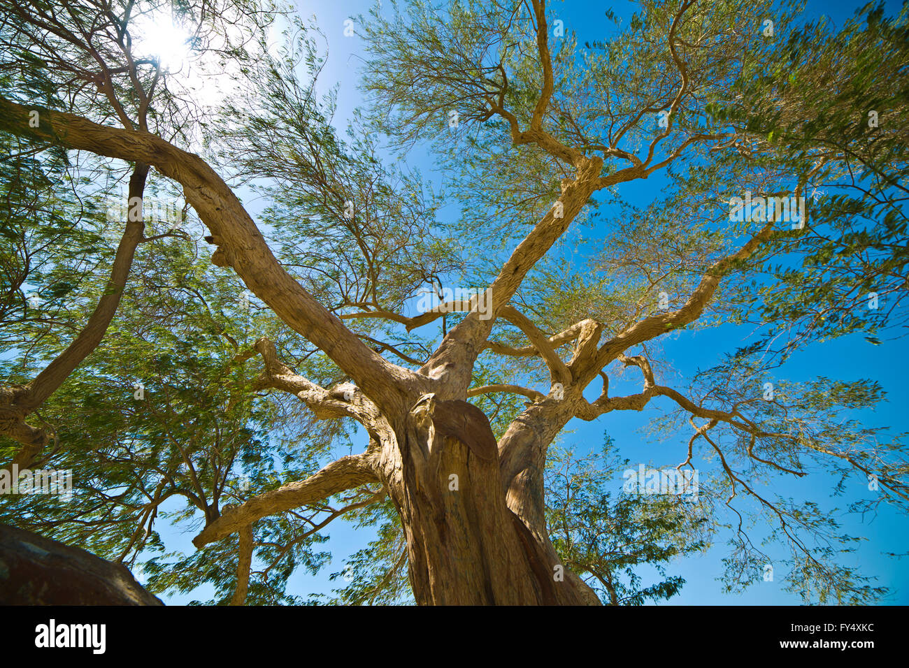 Arbre de vie, arbre vieux de 400 ans au milieu de désert au Bahrein Banque D'Images