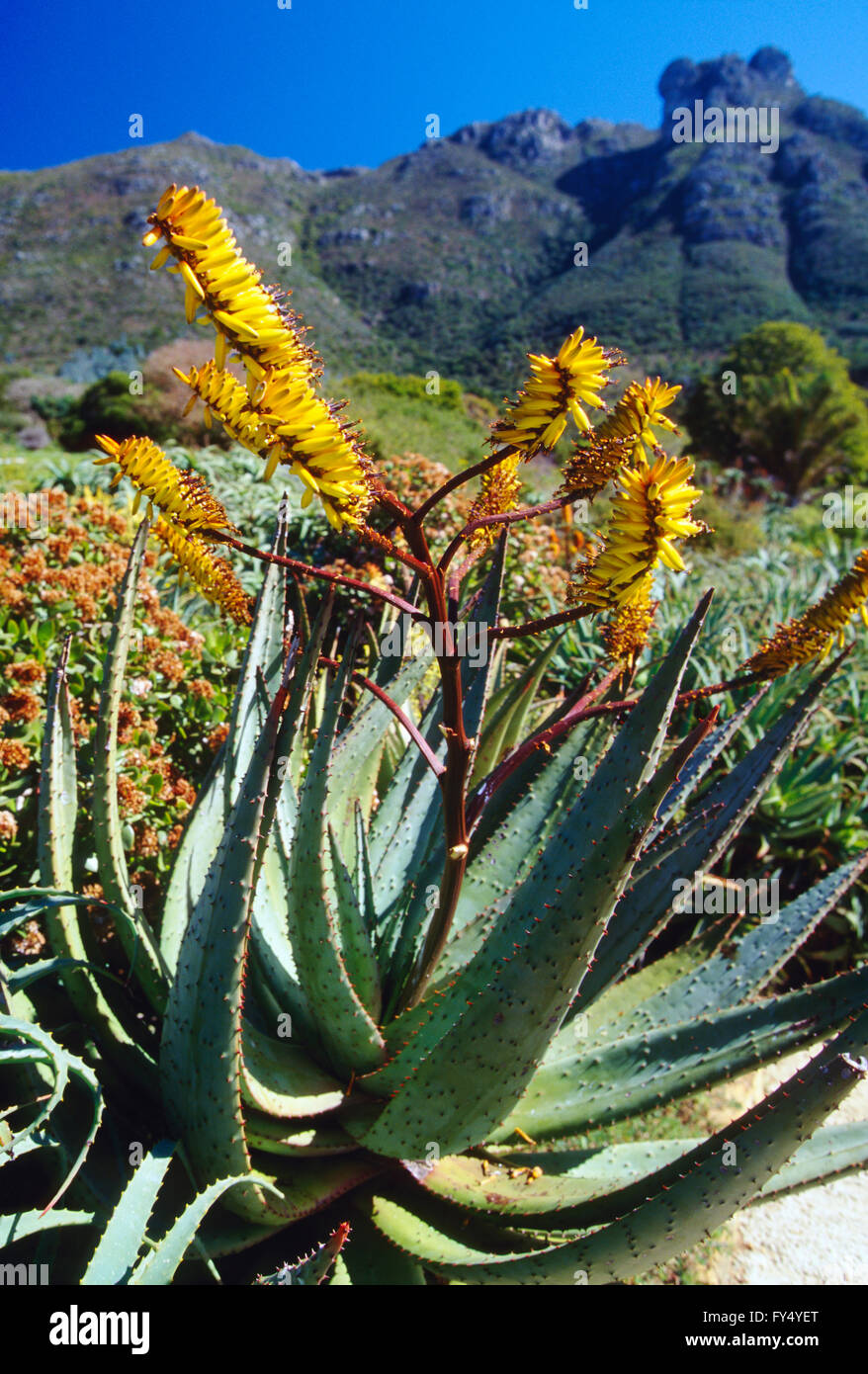 L'Aloe arborescens ; 'compton' ; Kirstenbosch National Botanical Garden ; à l'extérieur de Cape Town, Afrique du Sud, de la péninsule du Cap Banque D'Images