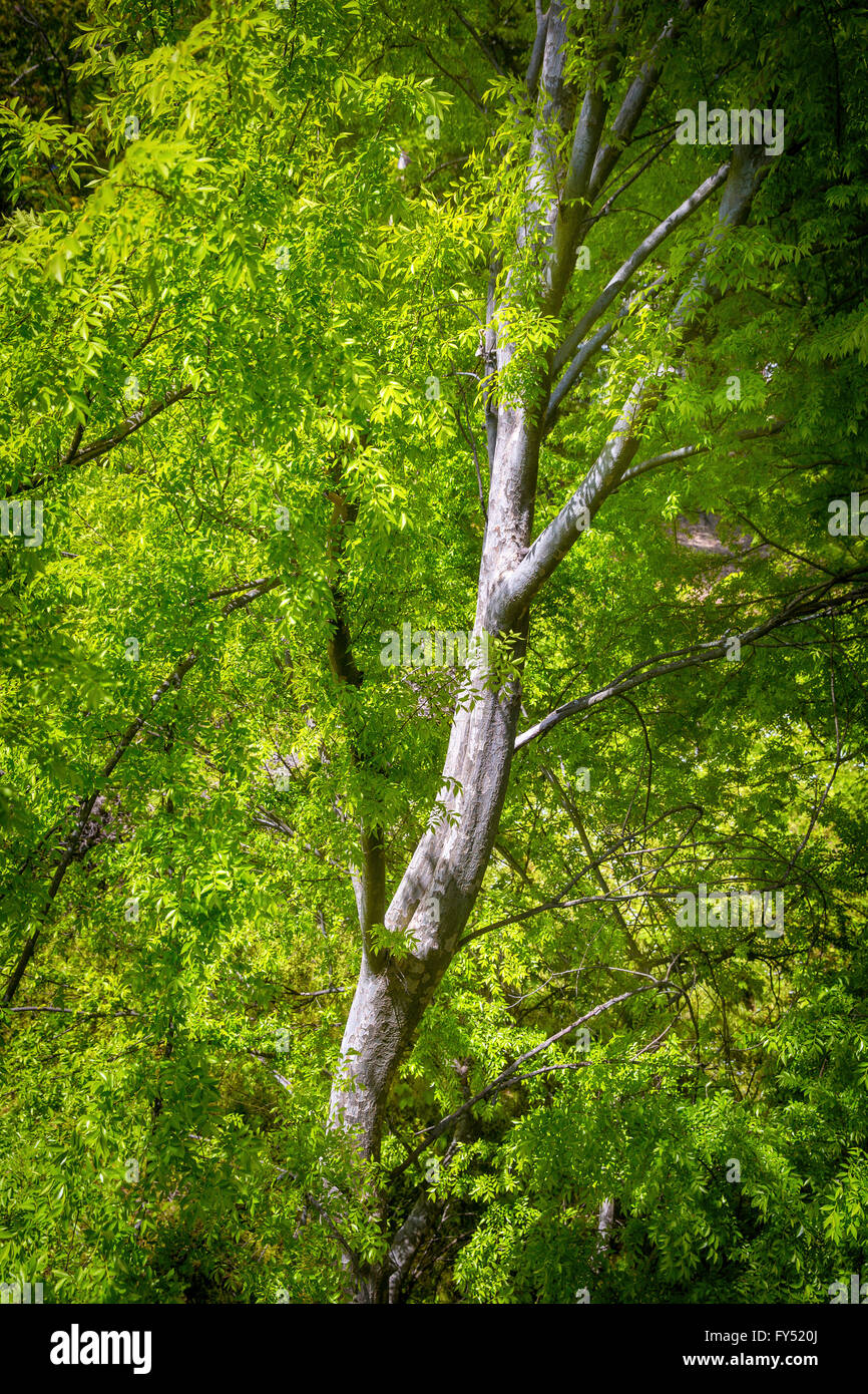 Portrait de l'arbre avec la croissance de printemps, Athens, Georgia, USA Banque D'Images