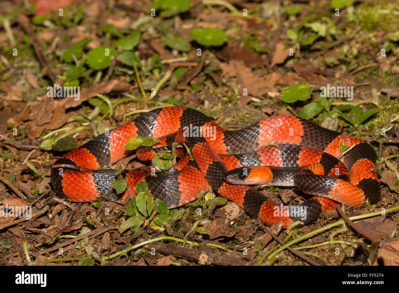 Orange and black snake Banque de photographies et dimages à haute  résolution - Alamy