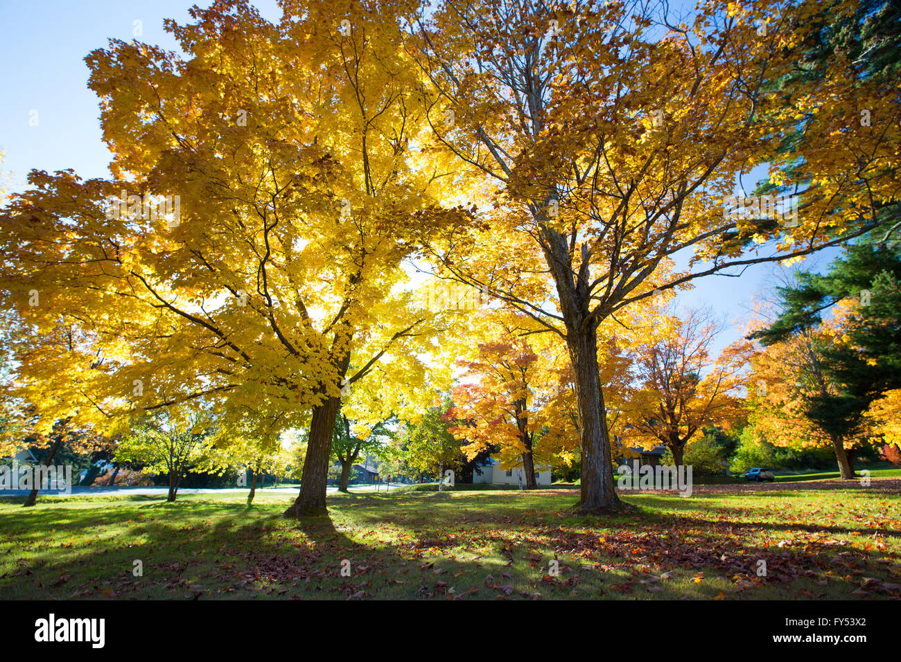 Couleurs d'automne dans les îles Apostle, Wisconsin USA Banque D'Images