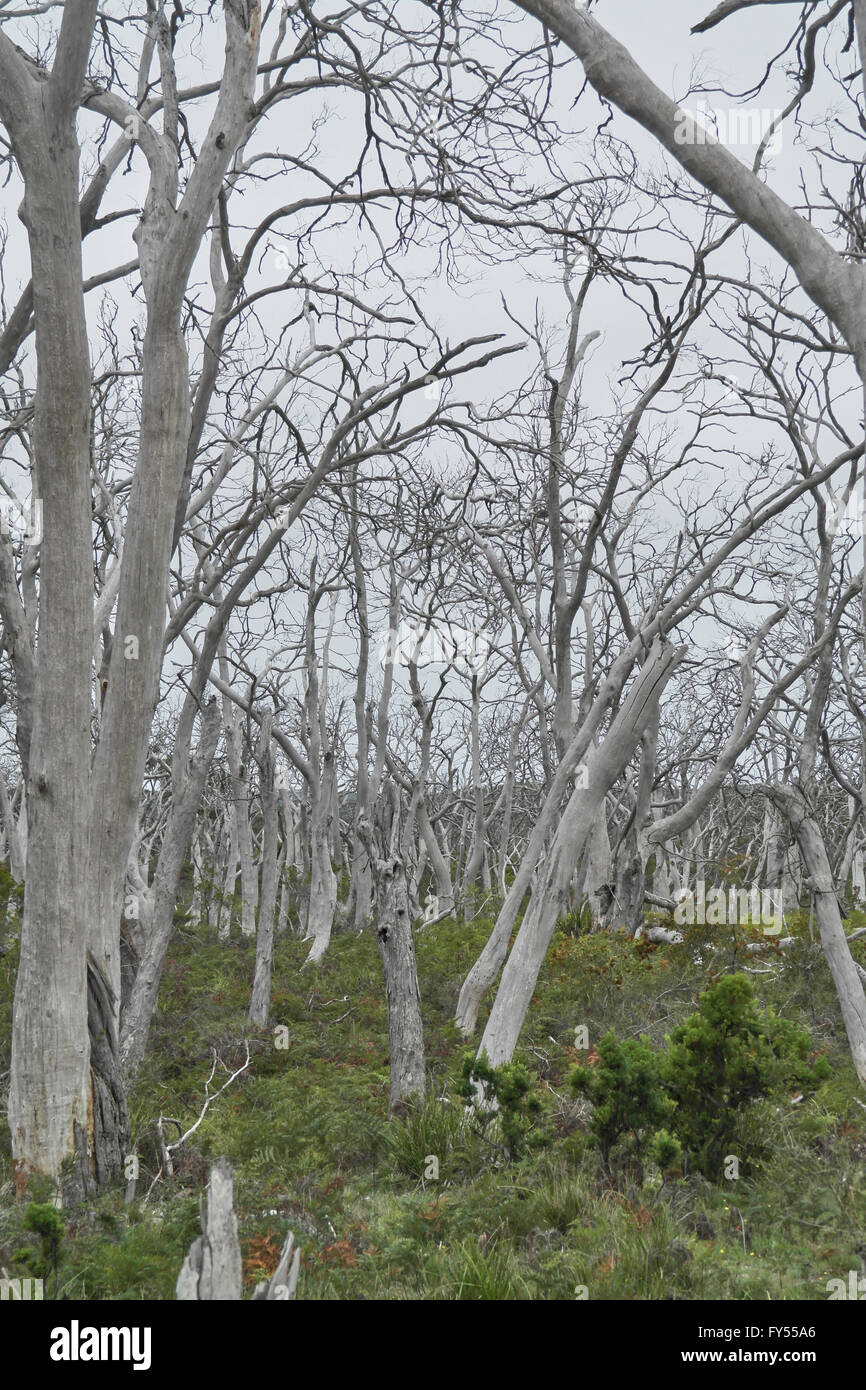 Forêt à Cape Otway sur la Great Ocean Road - Australie Banque D'Images