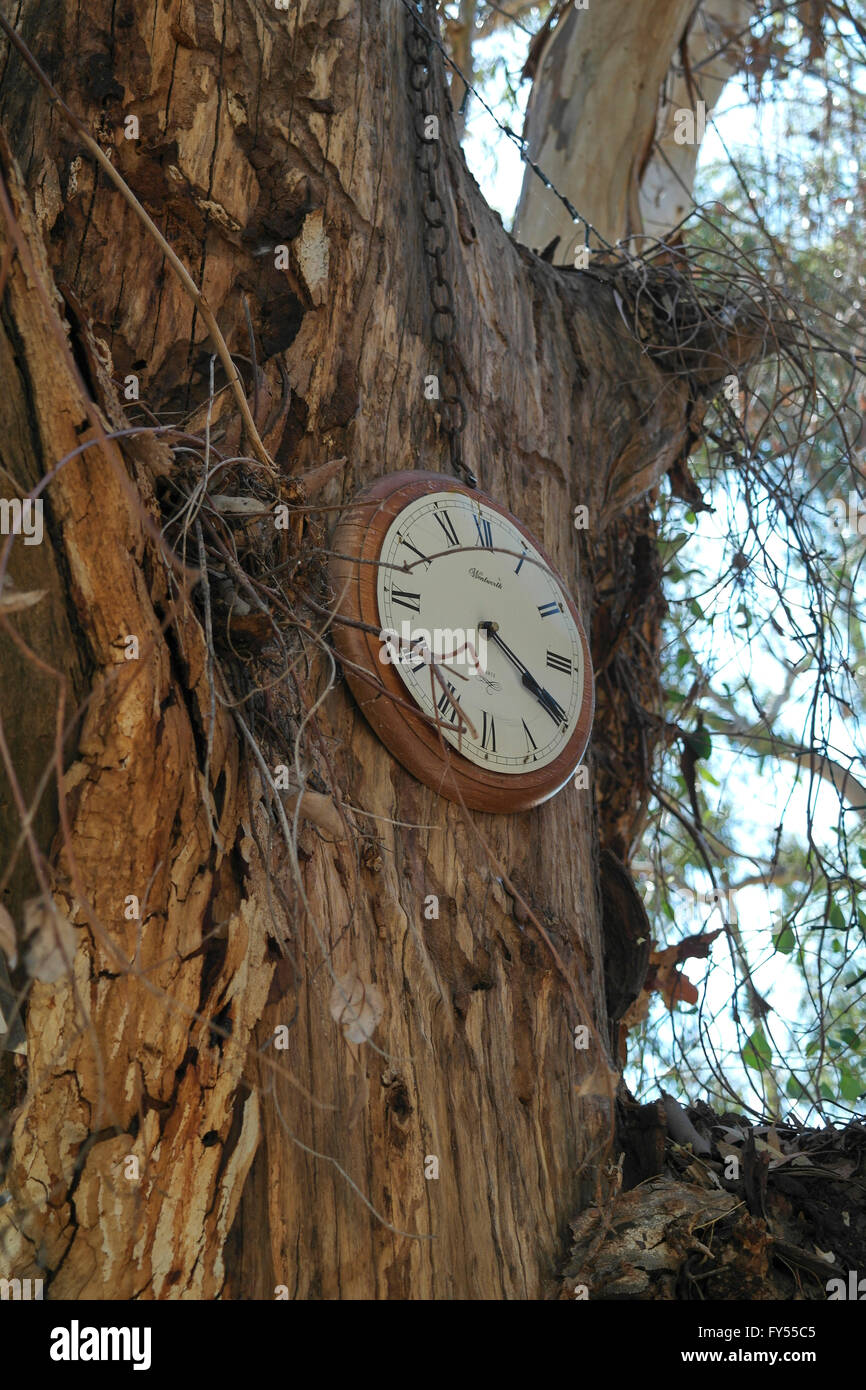 Réveil sur un arbre - l'Australie Banque D'Images