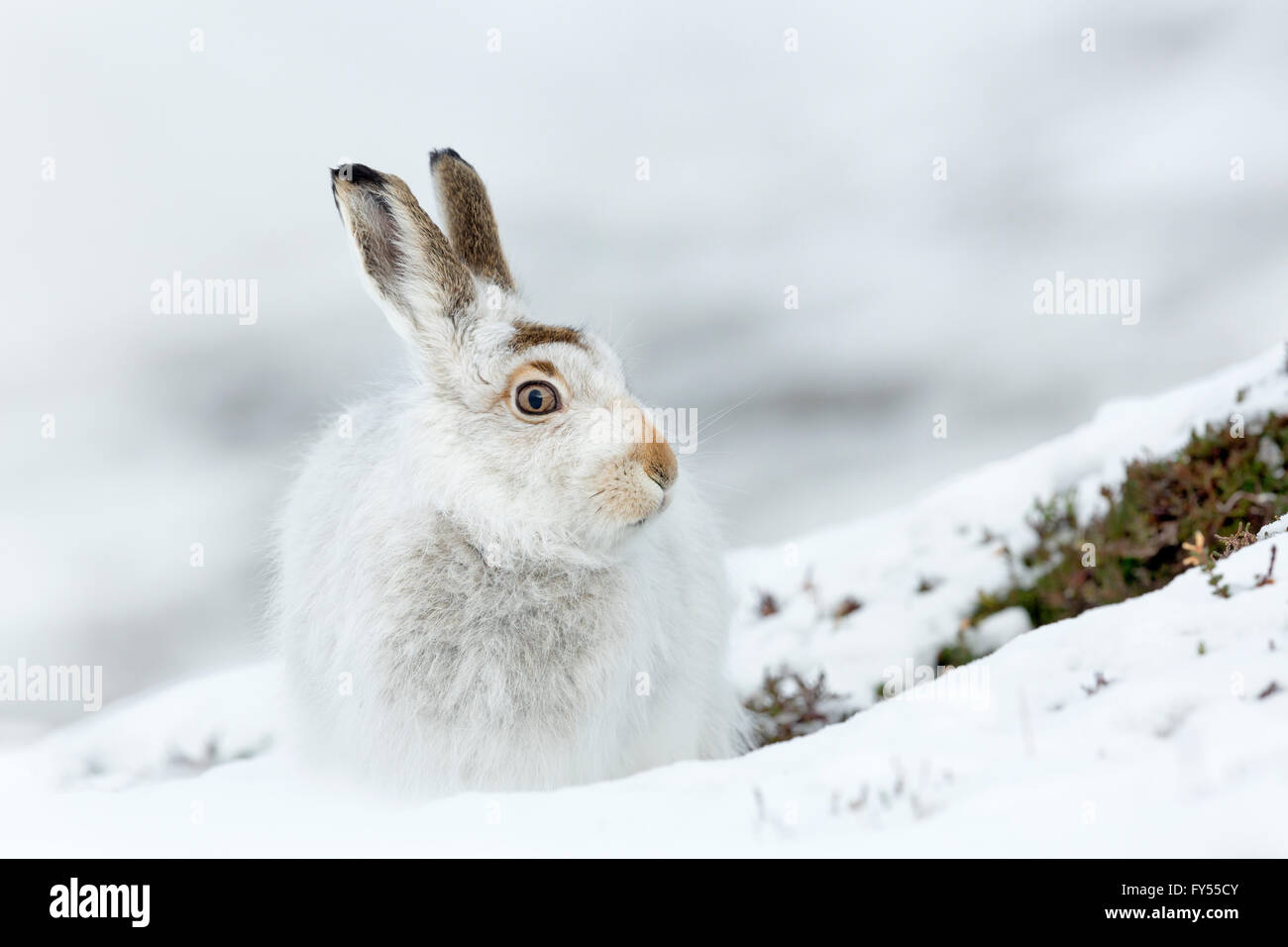 Les lièvres variables dans la neige et avec leur manteau d'hiver blanc, Inverness-shire, en Écosse. Banque D'Images