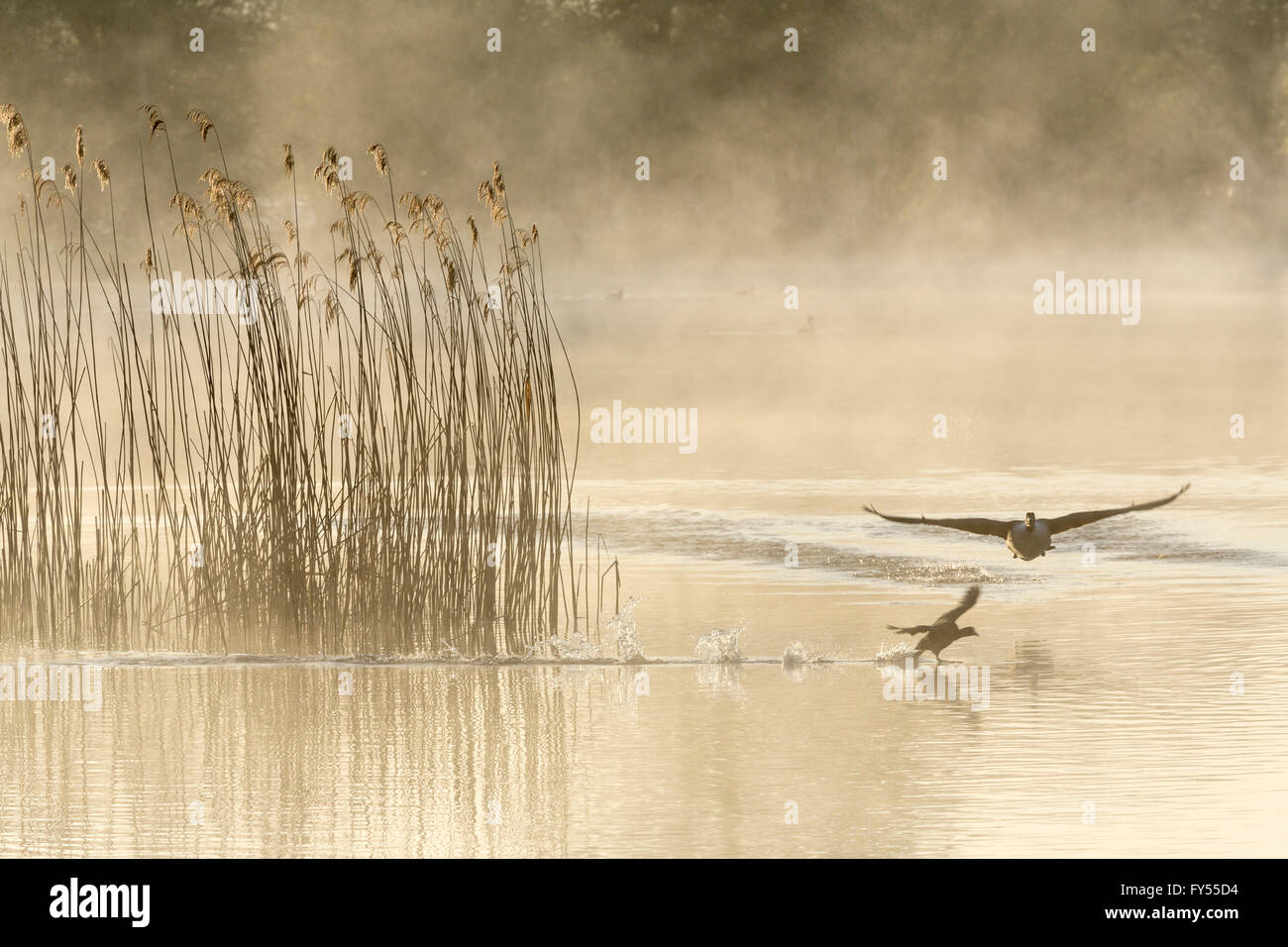 Un lever de soleil sur le grand Misty Lake sur le château Howard Estate, Yorkshire du Nord, avril 2016. Banque D'Images