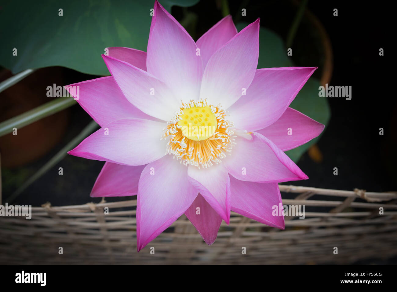 Belle fleur de lotus bloom Banque D'Images