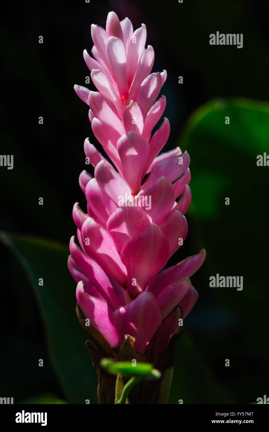 Cône rose, gingembre, Alpinia purpurata Plume d'Autruche (vielle). Banque D'Images