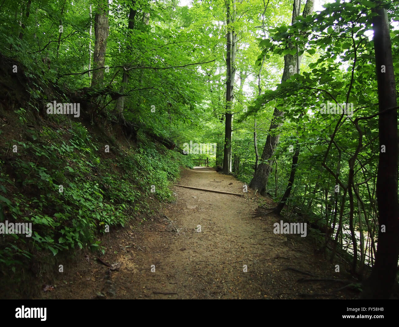 Chemin de terre mène vers le haut en forêt dans Rock Creek Park, Washington DC. Banque D'Images