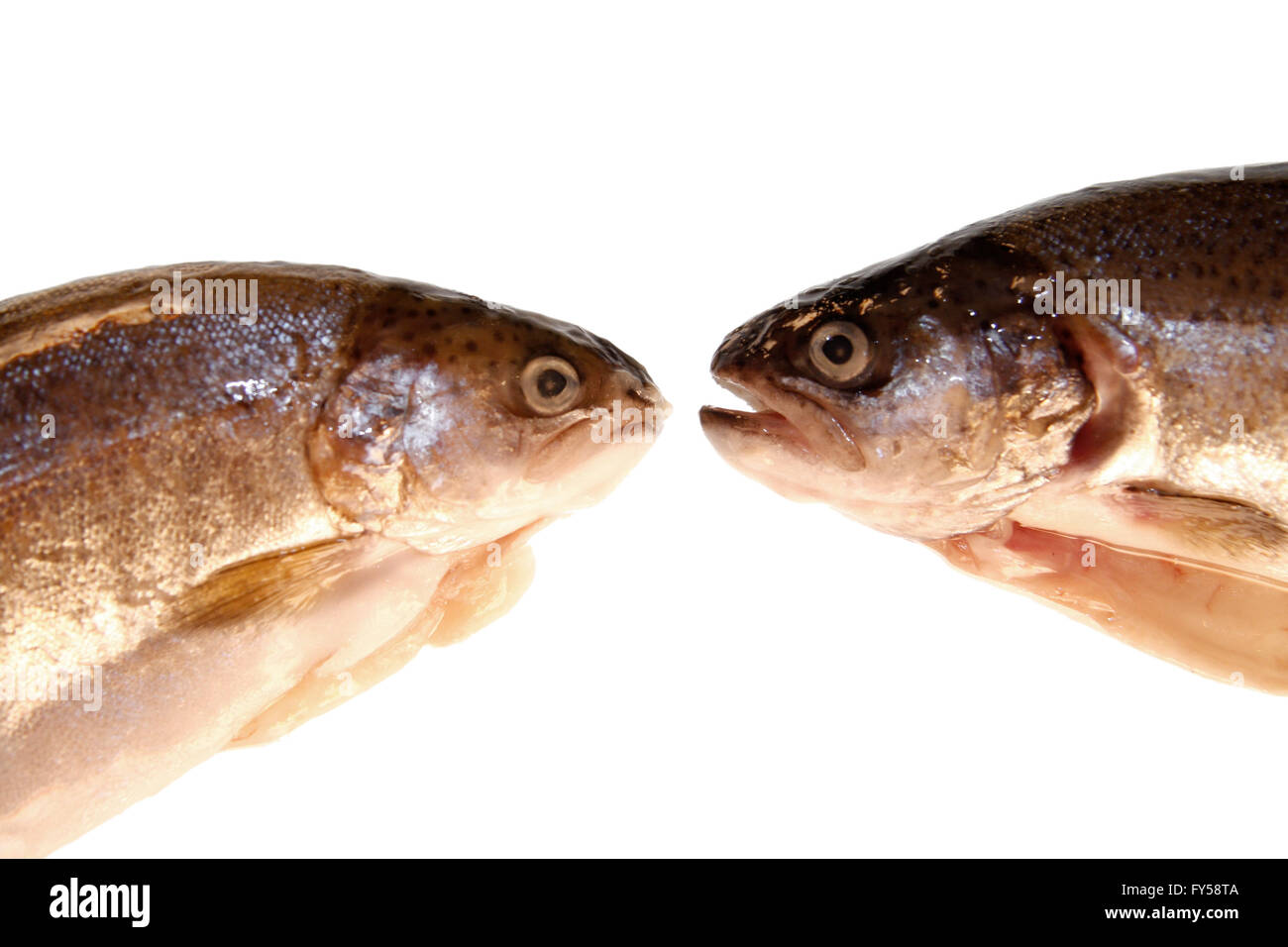 Alb : Fische - Symbolbild Nahrungsmittel. Banque D'Images