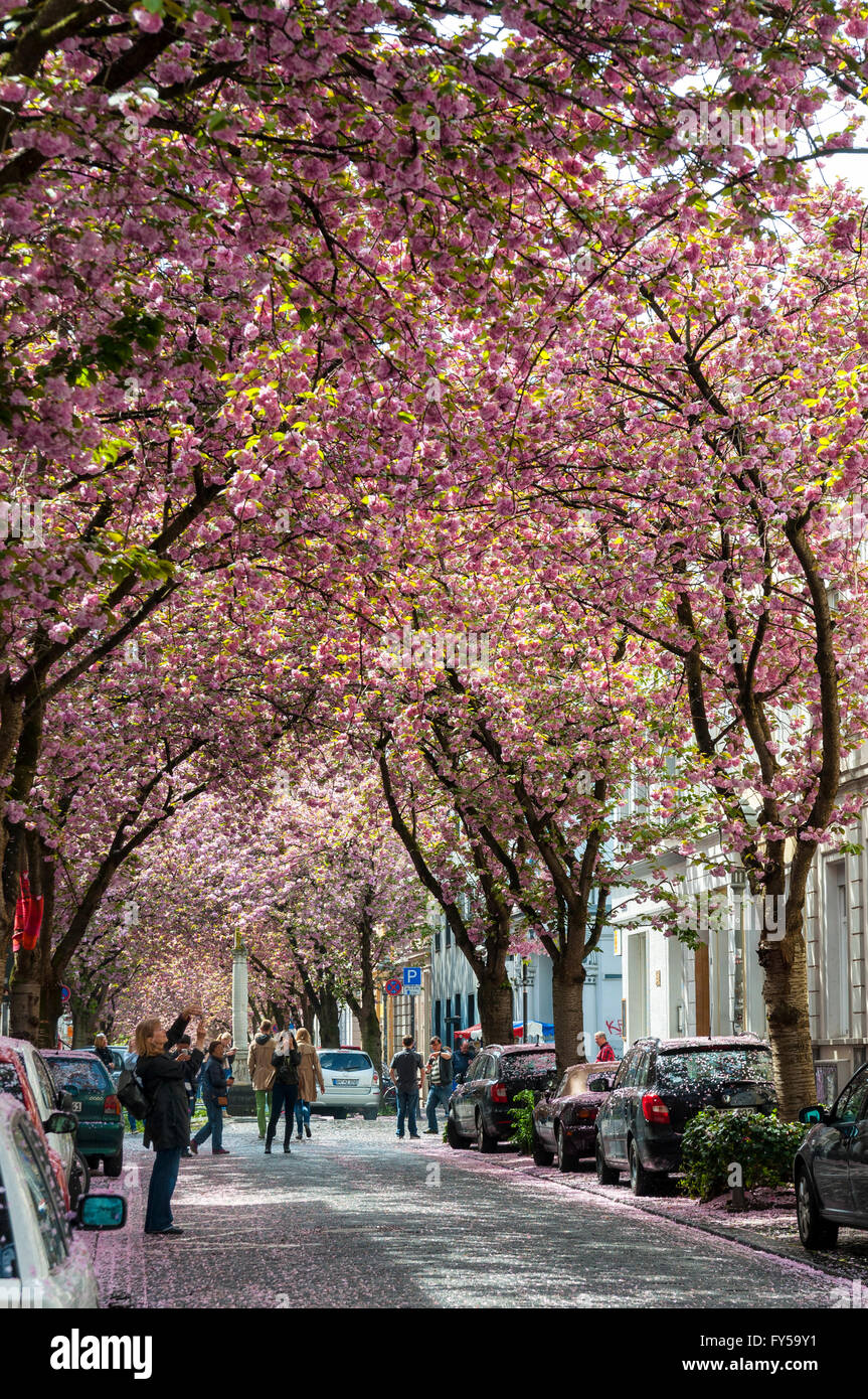 Cerisiers en fleurs dans la rue 66, Bonn, Nord-Rhénanie-Westphalie, Allemagne Banque D'Images