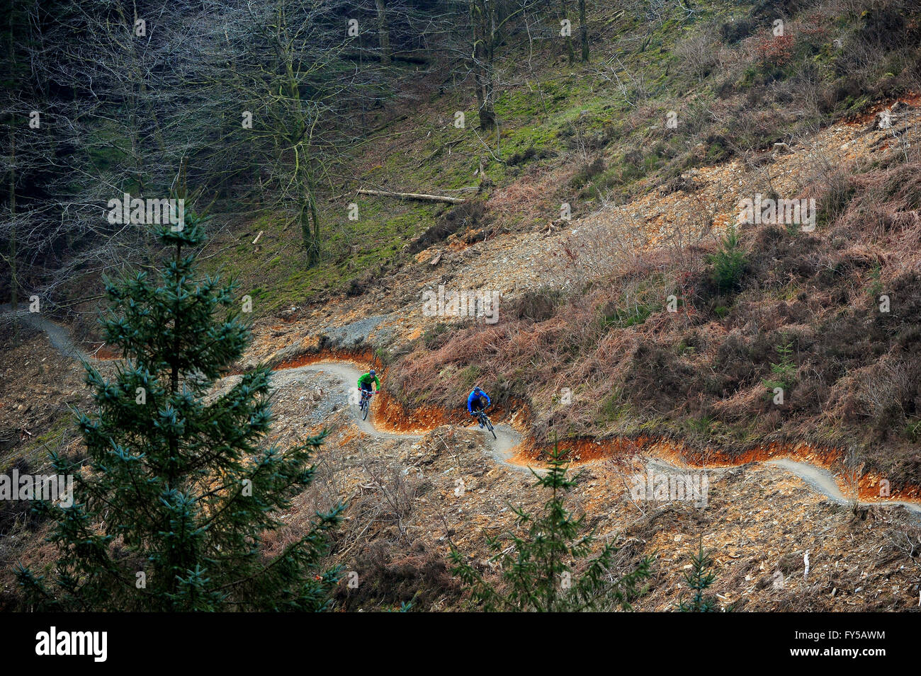 Deux hommes parcourent des VTT sur les sentiers de Cardinham Woods, dans les Cornouailles. Banque D'Images
