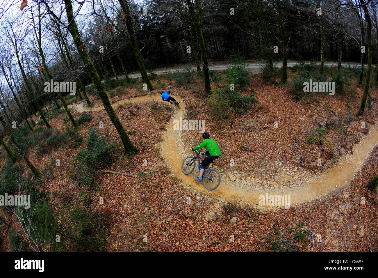 Deux hommes parcourent des VTT sur les sentiers de Cardinham Woods, dans les Cornouailles. Banque D'Images