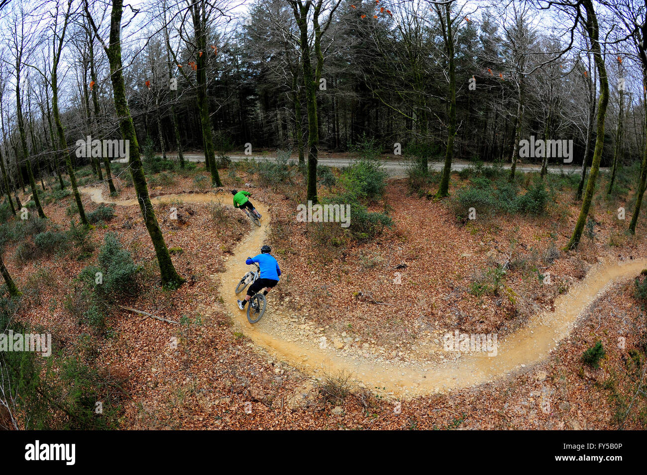 Deux hommes parcourent des VTT sur les sentiers de Cardinham Woods, dans les Cornouailles. Banque D'Images