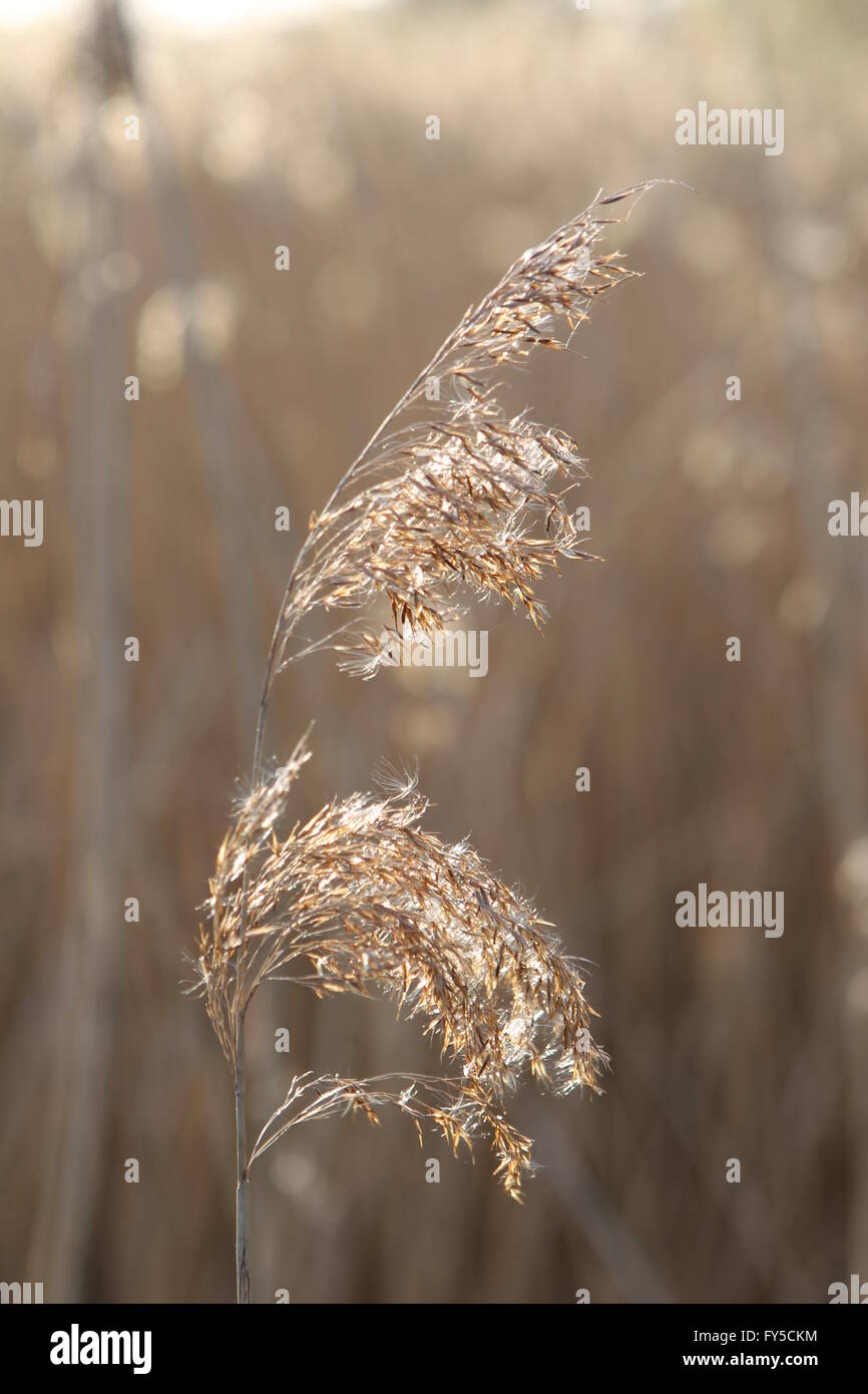 Roseau commun Phragmites australis Banque D'Images