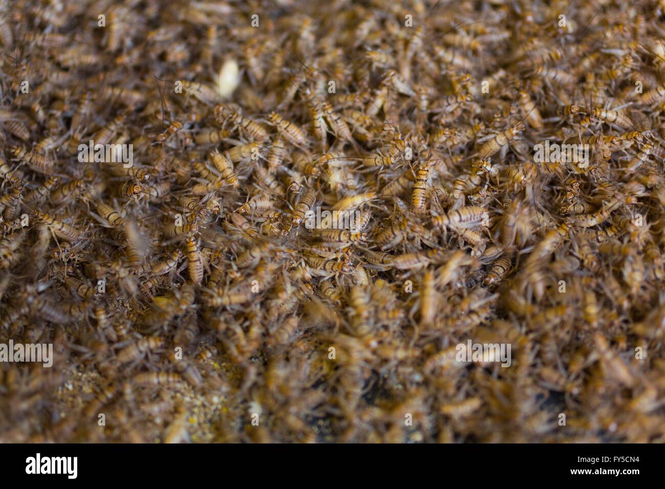 La production à grande échelle des insectes (grillons) en Hollande Banque D'Images