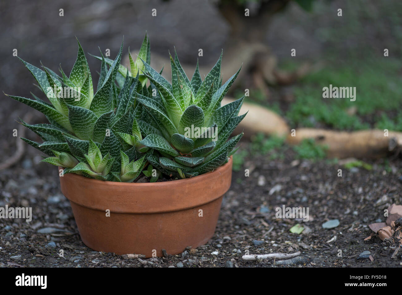 Variété d'aloès, de plantes succulentes en pot Banque D'Images