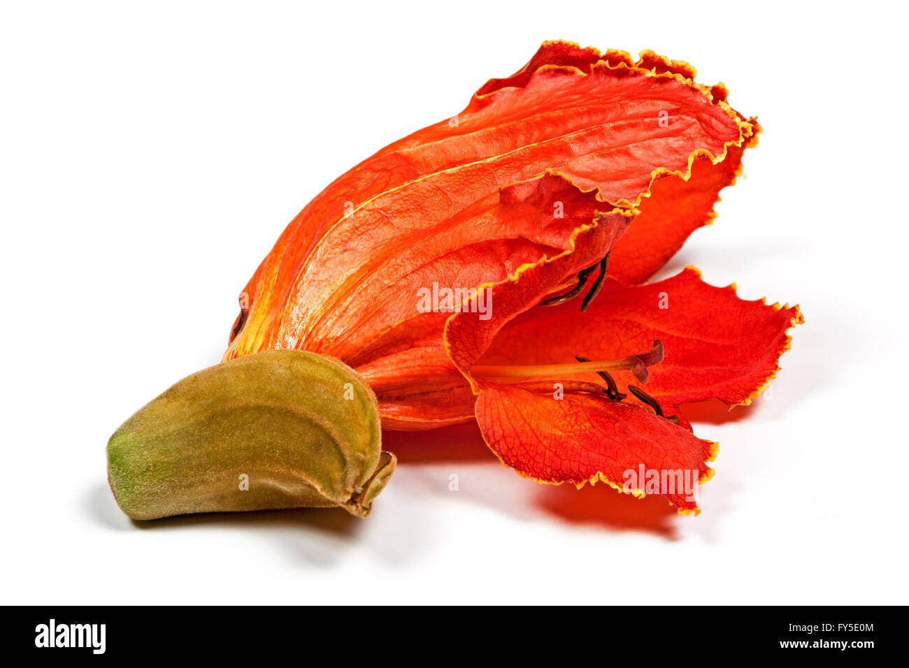 Studio shot of isolated close up de couleurs vives de l'African flame tree on white Banque D'Images