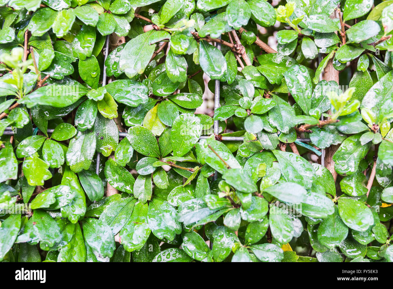 Feuilles vertes du vrai wall background ont la goutte d'eau et la texture de fond de la lumière du soleil le matin lumineux naturel Banque D'Images