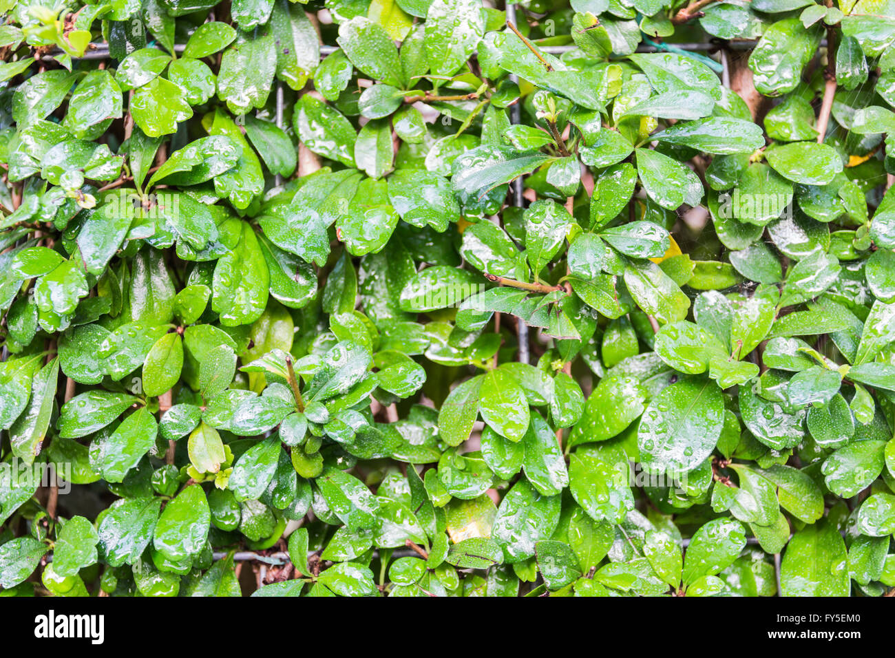 Feuilles vertes du vrai wall background ont la goutte d'eau et la texture de fond de la lumière du soleil le matin lumineux naturel Banque D'Images