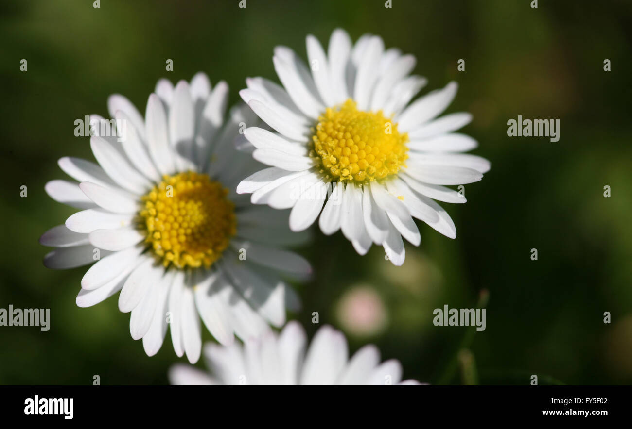 Daisy sur Spring Garden Banque D'Images