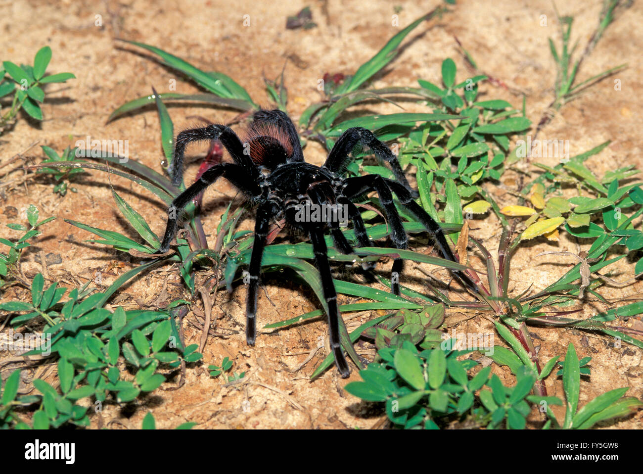 Tarantula sp. Iquitos, Pérou, Amérique du Sud peuvent des profils d'environ la taille d'une assiette. Catégorie : Arachnides Famille : T Banque D'Images