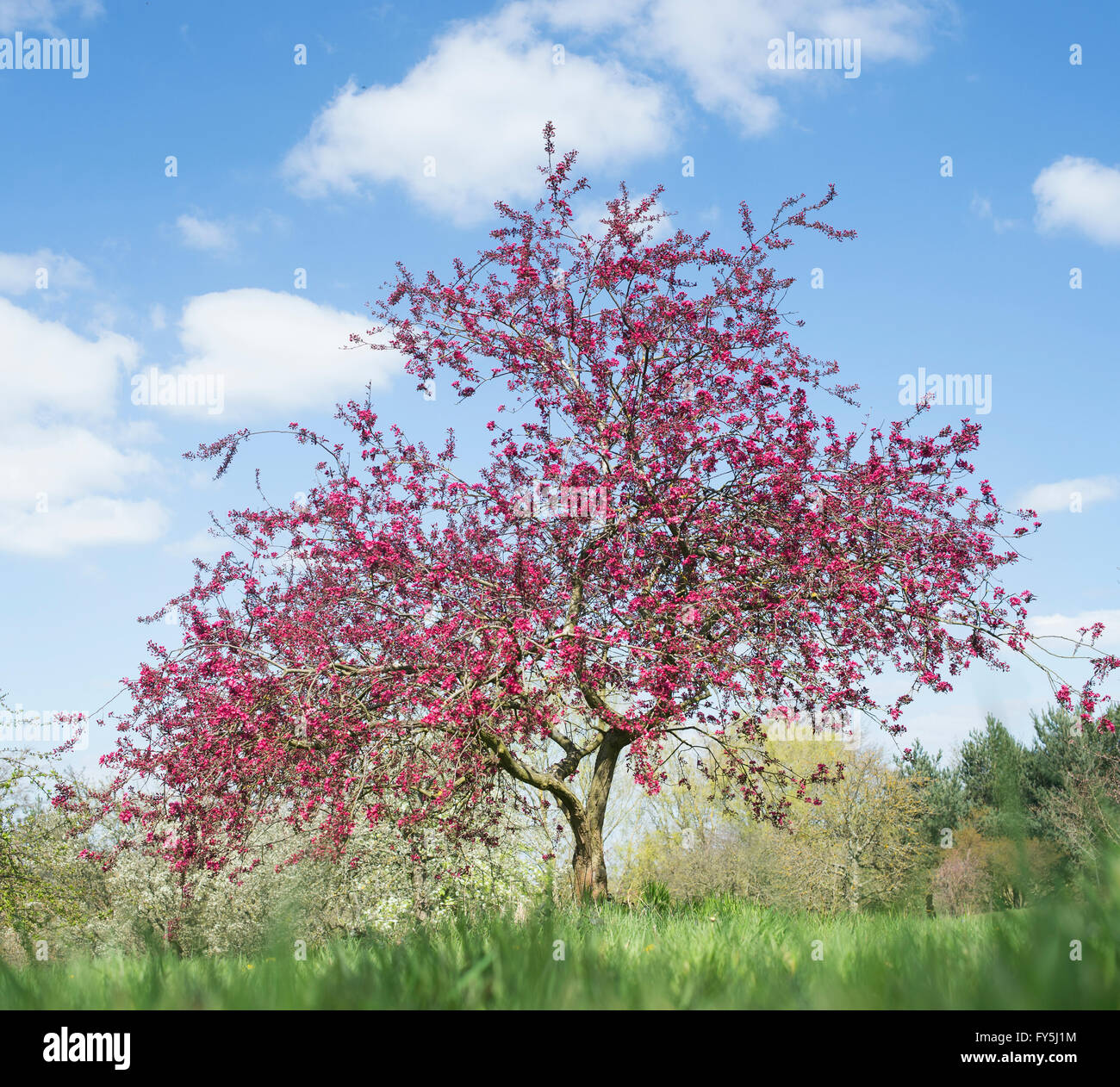 Malus x moerlandsii Liset, feuilles pourpre pommetier en fleurs. UK Banque D'Images