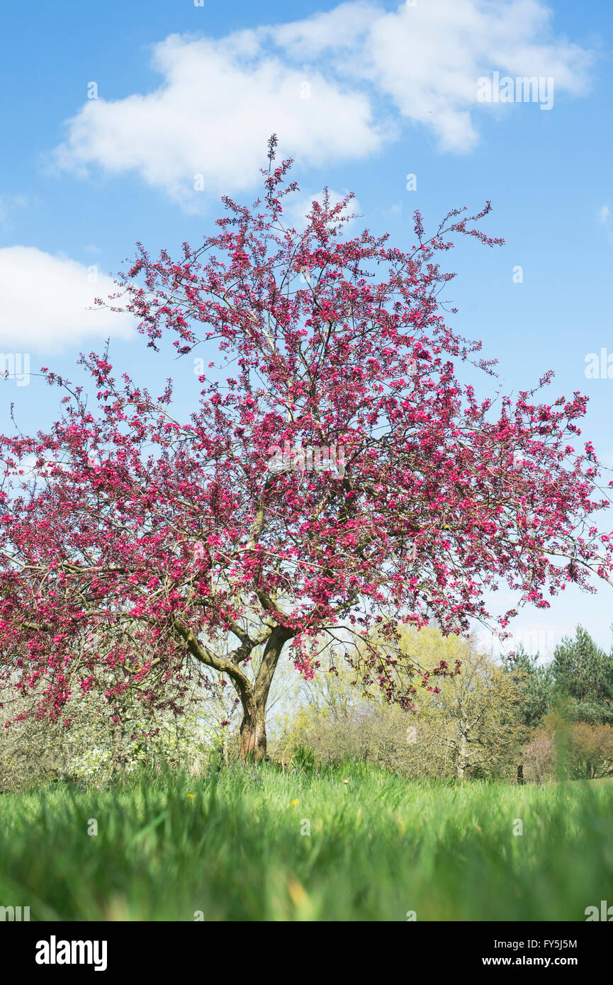 Malus x moerlandsii Liset, feuilles pourpre pommetier en fleurs. UK Banque D'Images